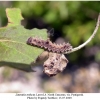 limenitis reducta larva4a